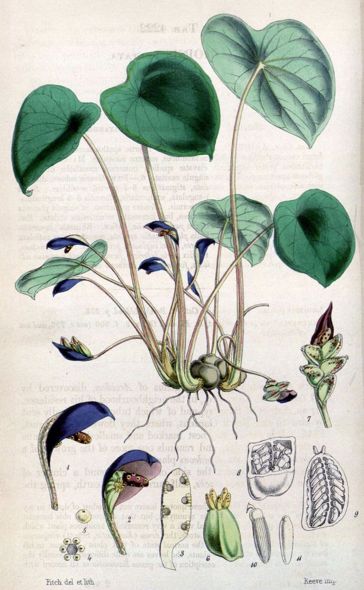 Ariopsis (plant)
