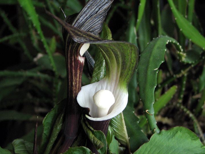 Arisaema Triphyllum