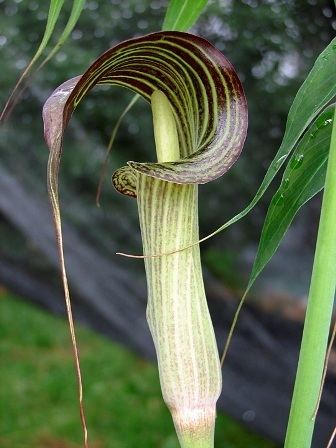 Arisaema Arisaema Propagation Jackinthepulpit