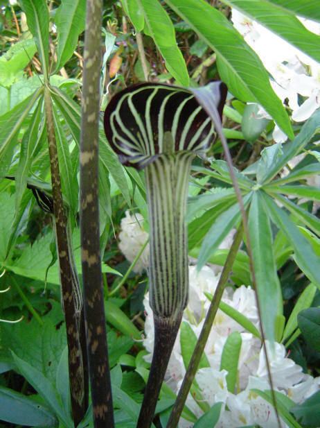 Arisaema Arisaema description species English