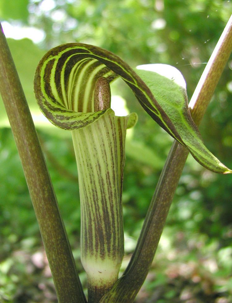 Arisaema Triphyllum