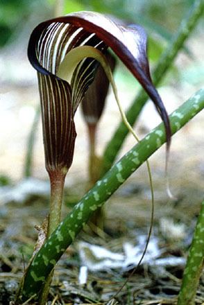 Arisaema arspeciosum6jpg