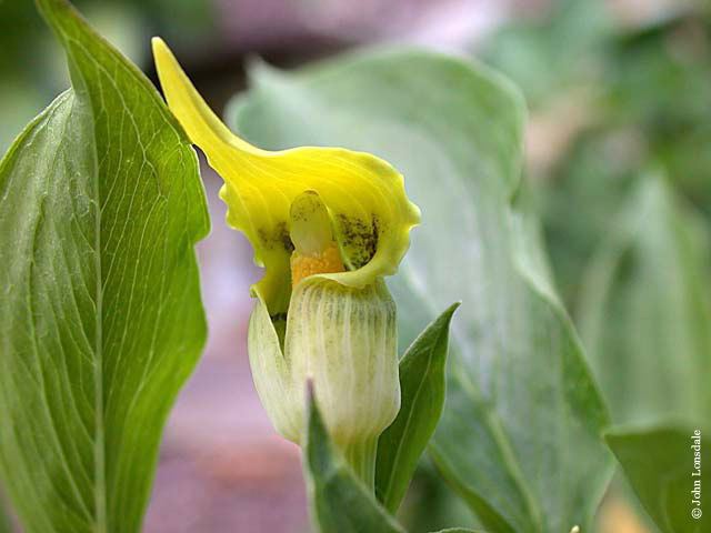 Arisaema flavum Pacific Bulb Society Arisaema Species Two