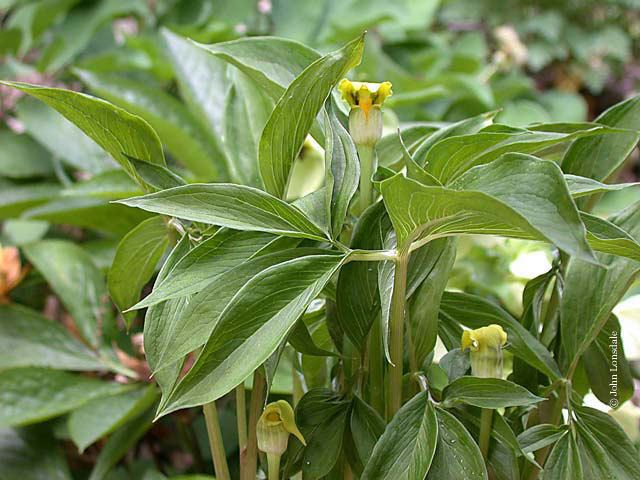 Arisaema flavum Pacific Bulb Society Arisaema Species Two