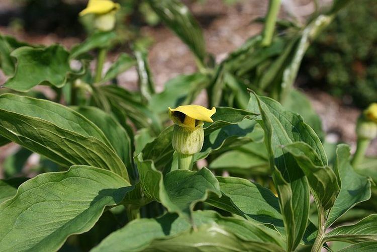 Arisaema flavum wwwpfaforgAdminPlantImagesArisaemaFlavumjpg