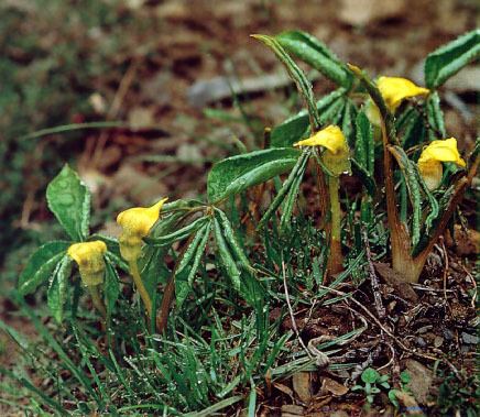 Arisaema flavum Arisaema