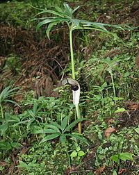 Arisaema thunbergii subsp. urashima httpsuploadwikimediaorgwikipediacommonsthu
