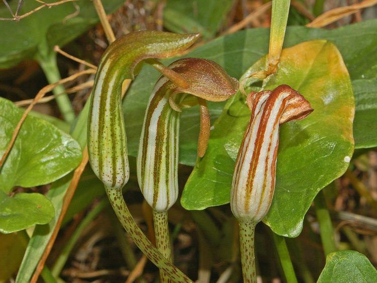 Arisarum vulgare Arisarum vulgare Wikipedia