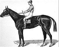 Aristides (horse) httpsuploadwikimediaorgwikipediacommonsthu