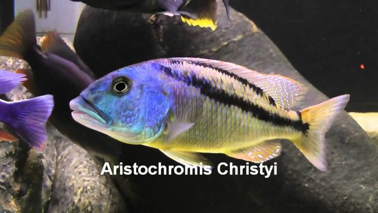 Aristochromis christyi Aristochromis Christyi YouTube