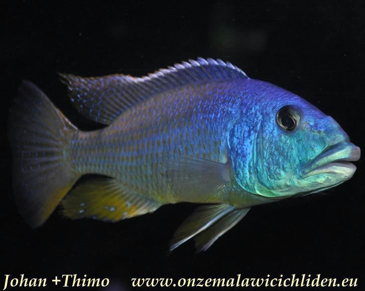 Aristochromis christyi Onze Malawicichliden