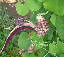 Aristolochia Aristolochia Wikipedia