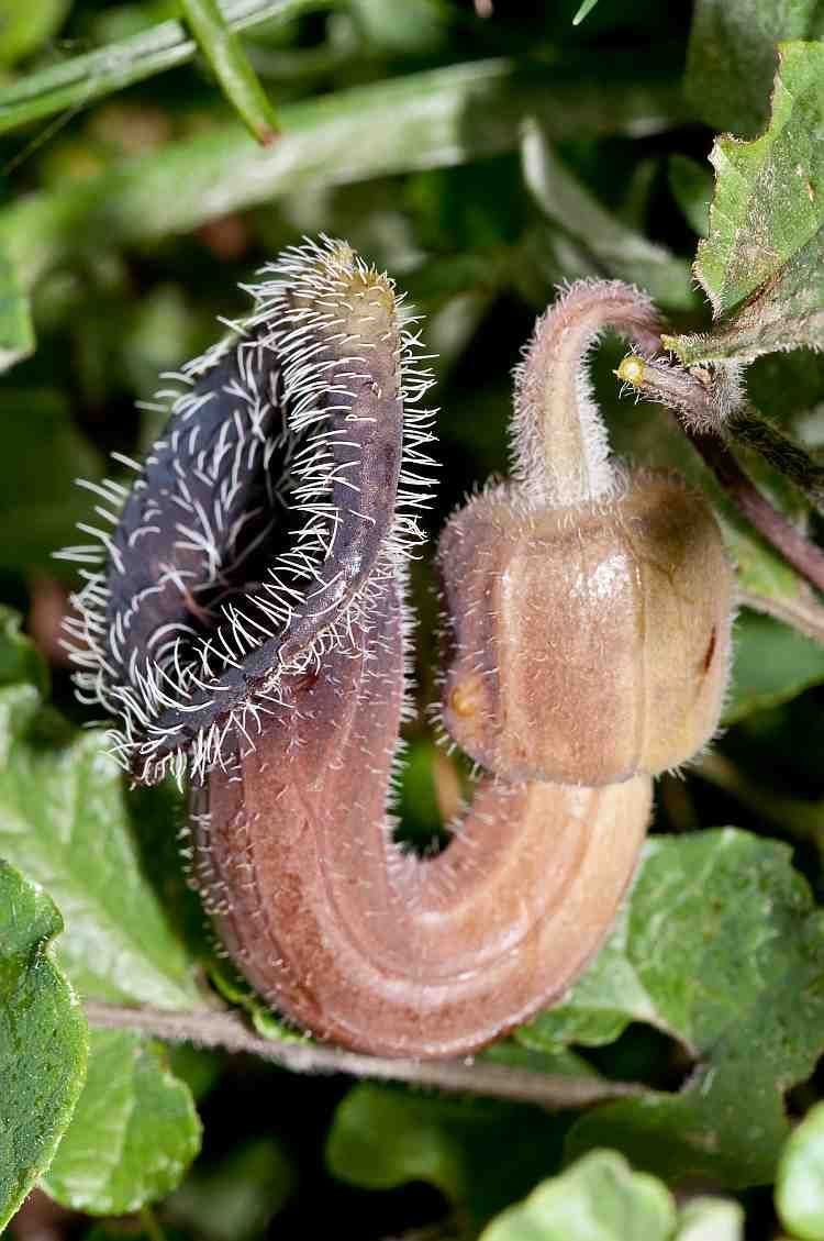 Aristolochia 1000 images about Aristolochia on Pinterest The pitcher The