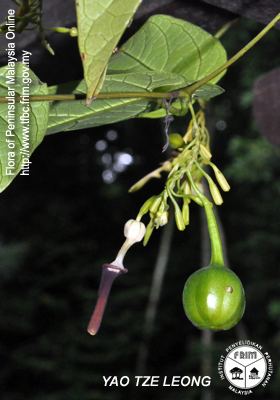 Aristolochia acuminata Malaysian Biological Diversity Clearing House Mechanism CHM