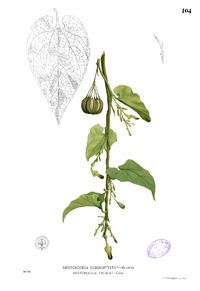 Aristolochia acuminata httpsuploadwikimediaorgwikipediacommonsthu