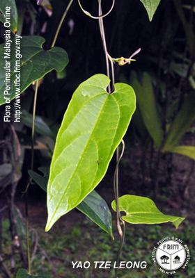 Aristolochia acuminata Malaysian Biological Diversity Clearing House Mechanism CHM