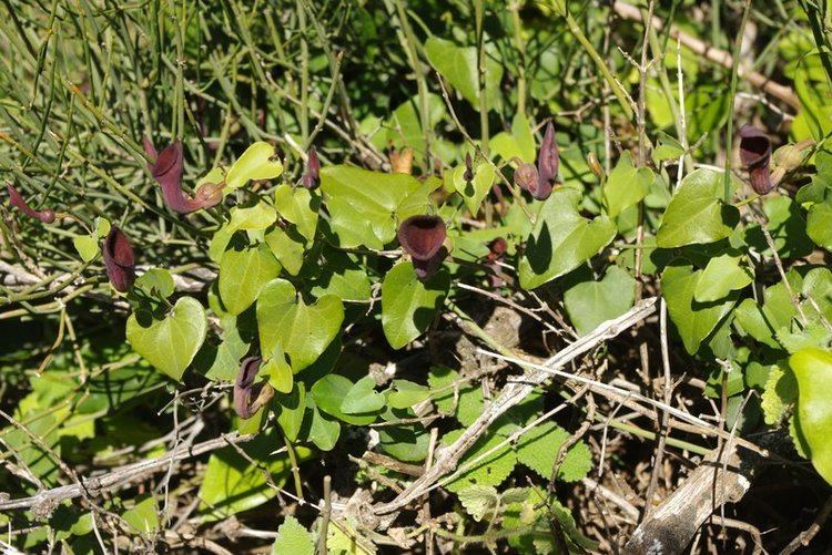 Aristolochia baetica offermannnetdePflanzenportraitsbilderaristolo