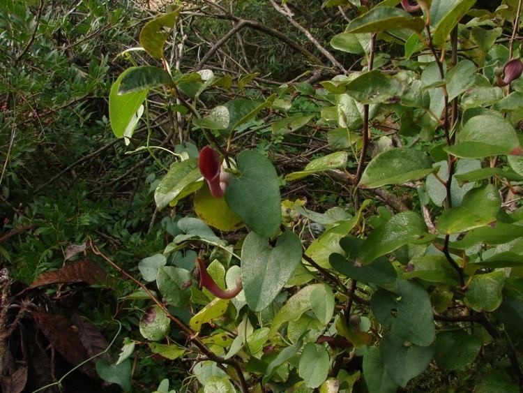 Aristolochia baetica Flora Vascular Toda la informacin detallada sobre la Flora