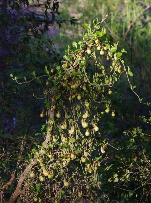 Aristolochia californica Aristolochia californica California Pipevine