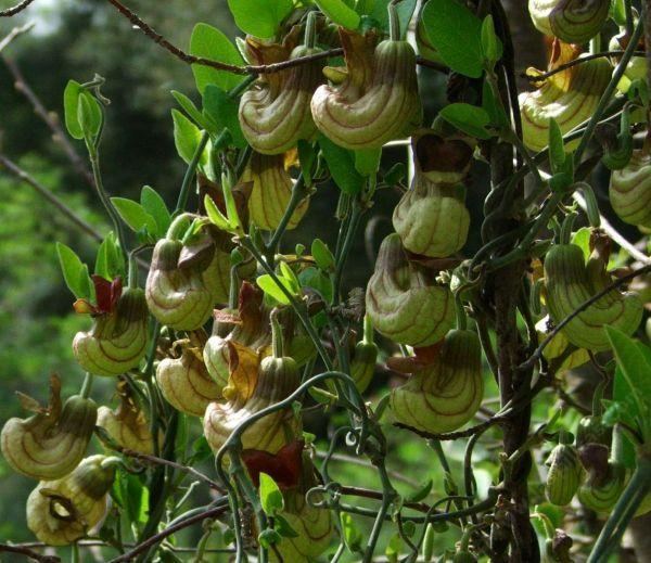 Aristolochia californica Aristolochia californica California Pipevine