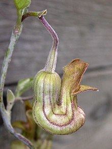 Aristolochia californica httpsuploadwikimediaorgwikipediacommonsthu