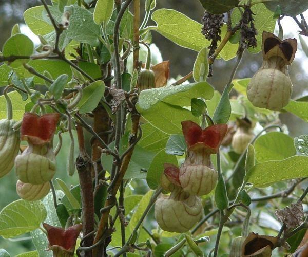 Aristolochia californica Aristolochia californica California Pipevine