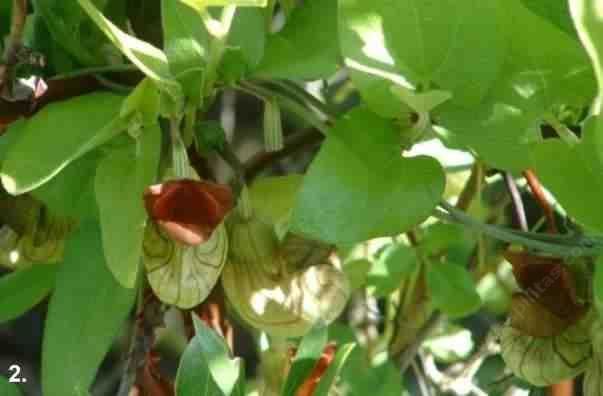 Aristolochia californica Aristolochia californica California Pipevine California Dutchman39s