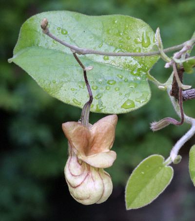 Aristolochia californica WildscapingPlantsAristolochia californica