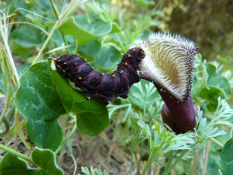 Aristolochia chilensis Aristolochia chilensis Gusano de la mariposa de la Aristol Flickr