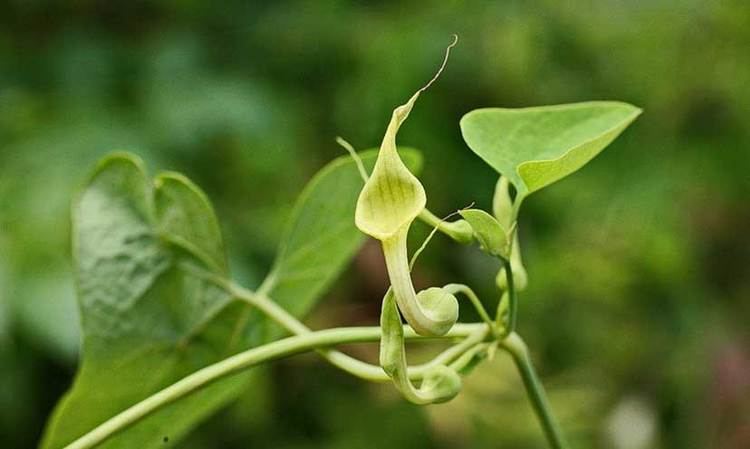 Aristolochia contorta Aristolochia contorta Dutchmans Pipe PipeVine 20Seeds at