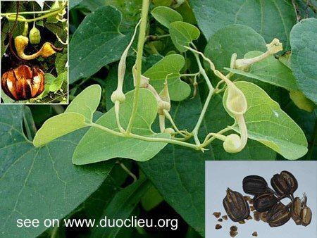 Aristolochia contorta Birthwort fruit MadoulingAristolochia contorta Bge