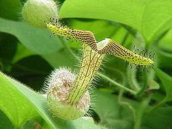 Aristolochia eriantha httpsuploadwikimediaorgwikipediacommonsthu