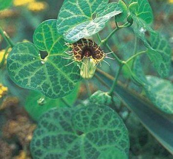 Aristolochia fimbriata Aristolochia fimbriata White Veined Hardy Dutchman39s Pipe plant lust