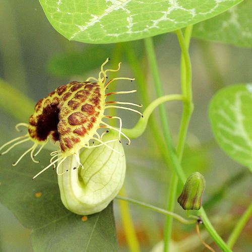 Aristolochia fimbriata ARISTOLOCHIA FIMBRIATA SEEDS White Veined Hardy Dutchman39s Pipe