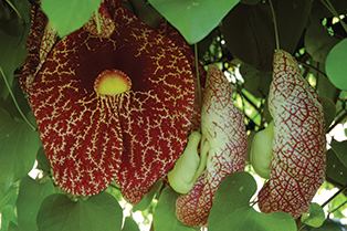 Aristolochia gigantea Aristolochia giganteaLandscape Plants For South Florida