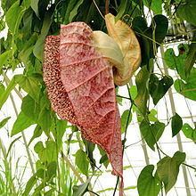Aristolochia grandiflora httpsuploadwikimediaorgwikipediacommonsthu