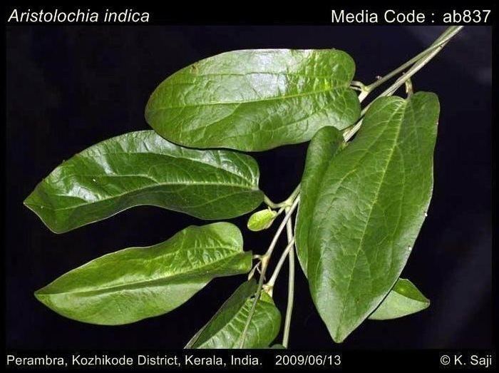 Aristolochia indica Larval host plants Aristolochia indica Butterflies of India