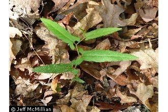 Aristolochia serpentaria Plants Profile for Aristolochia serpentaria Virginia snakeroot