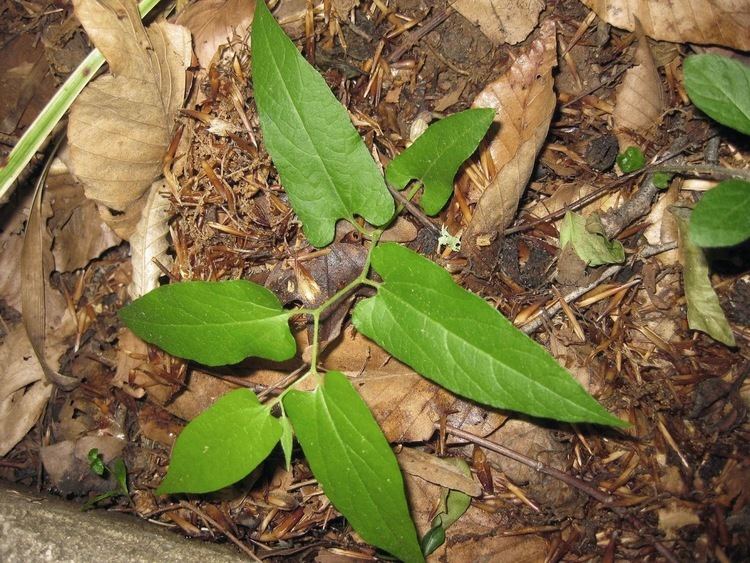 Aristolochia serpentaria Benefits Of Virginia Snakeroot Aristolochia Serpentaria For Health