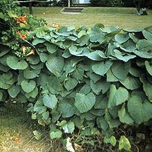 Aristolochia sipho httpsuploadwikimediaorgwikipediacommonsthu