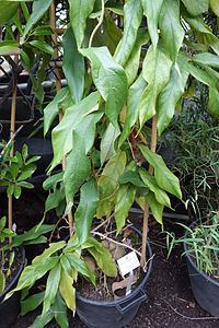 Aristolochia westlandii httpsuploadwikimediaorgwikipediacommonsthu