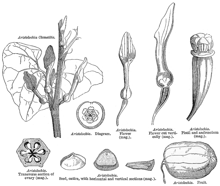 Aristolochiaceae Angiosperm families Aristolochiaceae Juss