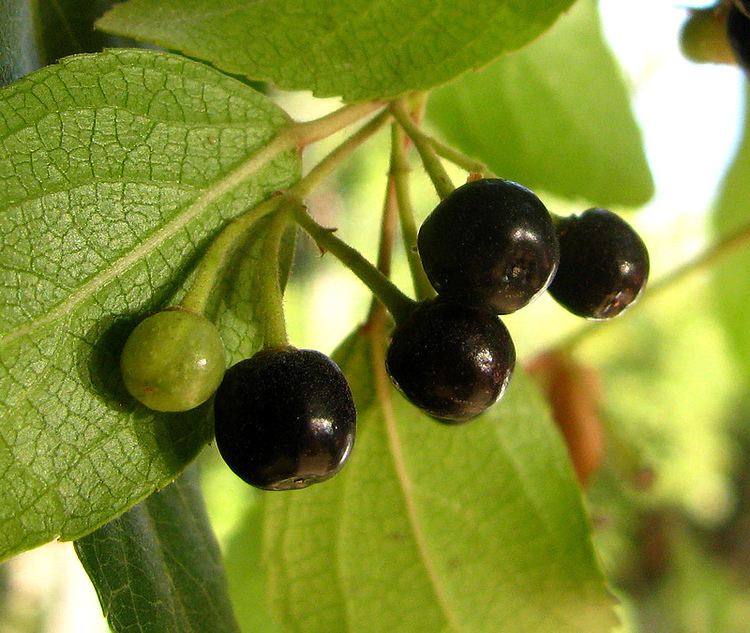 Aristotelia chilensis Maqui Aristotelia chilensis fruits en fructificacin a Flickr