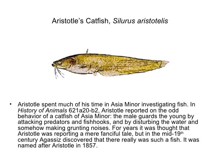 Aristotle's catfish httpsimageslidesharecdncomollispa1233374043