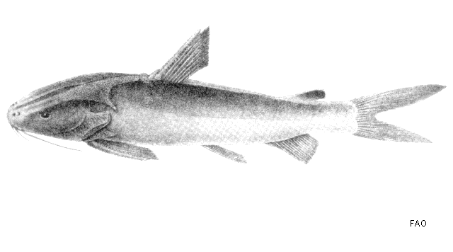 Arius (genus) fishbaseseimagesspeciesArgagu1gif