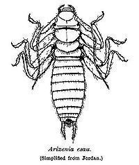 Arixeniidae httpsuploadwikimediaorgwikipediacommonsthu