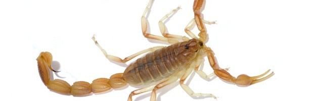 Arizona bark scorpion Arizona Bark Scorpion Scorpion Facts and Information