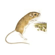 Arizona pocket mouse naturalhistorysiedumnaThumbNailsillustrations