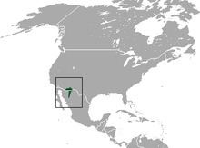 Arizona shrew httpsuploadwikimediaorgwikipediacommonsthu