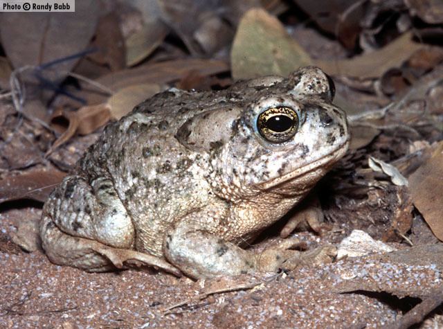 Arizona toad Arizona Toad Anaxyrus microscaphus Amphibians of Arizona